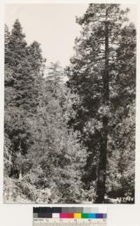 From point on trail north of Big Pine Mountain. Shows association of Incense cedar, canyon oak, white fir and sugar pine. Coulter pine and bigcone spruce in vicinity