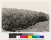 Looking south. Woodland type of tanbark oak and madrone. Restocking to Douglas fir. Also some big leaf maple, canyon oak and coast live oak in stand. Foreground grassland on southerly slopes. Monterey shale exposed in places