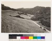 Looking east up Gazos Creek. Pure Douglas fir type on facing west slope which changes to Redwood Douglas fir to the east on northerly exposure. Dense woodland in foreground of Buckeye, Interior live oak, Coast live oak and Canyon live oak. Red Alder in creek below