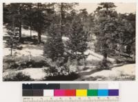 Western yellow pine type on Mt. Pacifico with a small group of white fir in the background