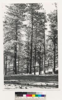 Summit of Alamo Mountain. Jeffrey pine stand. Ventura County