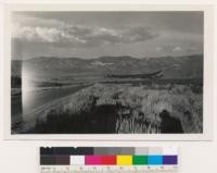 Mt. Rose road. Isolated pine stand at Steamboat Springs- surrounded by sagebrush. Washoe County