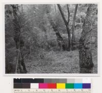 By road approx. 4 miles north of James Bar. Tan oak Madrone type with abundant Douglas fir reproduction. Potential Douglas fir type- site 175. DBH of hardwood tress from 12" to 18". Tan oaks in foreground, madrones in rear. Assoc. sp.: Umbellularia californica