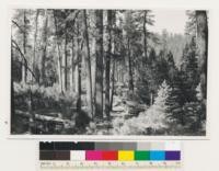 Near Ackerson Meadow, Hetch Hetchy Road. Old growth stands of ponderosa pine with some sugar pine, Incense cedar and white fir. Toulumne County