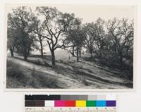 2.25 miles w. of Mt. Hamilton. Old growth blue oak. Assoc. sp.: valley oak. Santa Clara Co