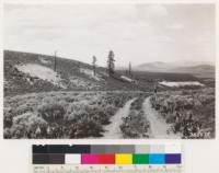 Poeville. Looking northwest. Shows Jeffrey pine remnants on east slope of Peavine Mt. Surrounding sagebrush type: Atr, Tc, Wm, Bt. Washoe County, Nevada