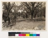 Woodland-grass type of valley oak. Grass chiefly species: Avena, Bromus, and Stipa. Scattered Lonicera and Symphoricarpos