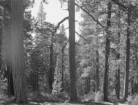 Near Ford Hill. Old growth-young growth stand of pine, Douglas fir type. Site 150. Pine tree left foreground 44" DBH