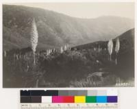 Yucca whipplei in bloom. Lone Pine Canyon