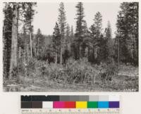 Sulphur Creek. Selectively logged private land. Ponderosa pine removed by tractors leaving reserved stand of Douglas fir, White fir, Incense cedar