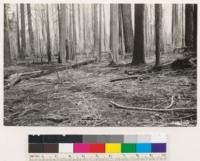 Detail of Lost Creek Fire on Mooreville Ridge showing absence of any vegetation three years following burn. Shrubs in picture are Ribes roezlii. Other vegetation consists of Pteris aquilina lanuginosa and Ceanothus integerrimus equally sparse. Former stand was sugar pine - Douglas fir- White fir, Site Index 175