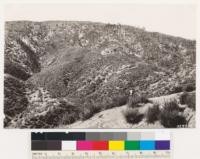 From point on ridge near junction of highway and Sespe Hot Springs road. Looking south at bigcone spruce snag area, result of Natilija fire of 1932. Chaparral in foreground is Quercus dumosa, Adenostoma fasciculatum, Ceanothus crassifolius