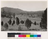 Looking southwest from point on highway. Shows deforested area as result of fire. Timberland chaparral of Ceanothus velutinus. Note aspen in meadow. Jeffrey pine in sagebrush area of Artemisia tridentata