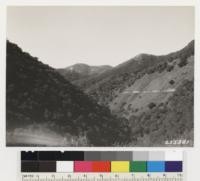 Looking south down Pecho Creek. Types: dense woodland of Quercus agrifolia, chaparral of Adenostoma fasciculatum and sage area of Artemisia californica and Salvia mellifera