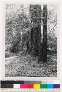 Gazos Creek road inside Big Basin Redwoods State Park. Young growth-old growth stand of redwoods. Map Ref.: Santa Cruz Mt. Unit