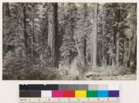 Plot 1-E Western yellow pine-white fir type, Fruit Growers Supply Company, Lassen N.F. before logging