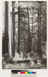 Vicinity of Toulumne Grove of Big trees. Shows view of Sugar pine -White fir stands. Understory shrubs; Rosa sp., Cornus nuttallii, Corylus rostrata, Arctostaphylos patula, Ceanothus integerrimus, Ceanothus parvifolius, Chamaebatia foliolosa, Pteris aquilina