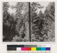 Near Alder Springs. Young-growth-old growth stand of Pine-Douglas fir type. Assoc. species: sugar pine, black oak, canyon oak. Glenn County