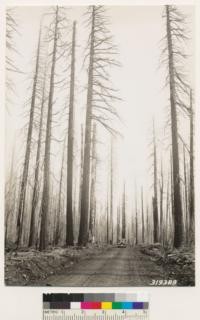 Former Sugar pine- Douglas fir-White fir stand on Mooreville Ridge burned over in Lost Creek Fire of 1931. Site index 175. Complete kill of all vegetation. To date only a very scattered growth of Pteris aquilina lanuginosa, Ceanothus integerrimus and Ribes roezlii is coming back