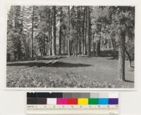 Between Beaver and E. Panther Creek. Old growth ponderosa pine stand. Ground cover mainly Chamaebatia foliolosa. Arnold Weber in photo. Amador county