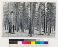 Stanislaus River near junction of Clark Fork. Mixed pine-fir old growth stands. Species composition: Pinus lambertiana, Pinus ponderosa, Quercus wislizenii, Quercus chrysolepis. Understory shrubs mainly Ceanothus cordulatus. Toulomne County