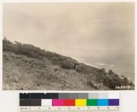 Torrey pine type at Torrey Pines park, vicinity of Plot #2. (7 I). Same as # 265814