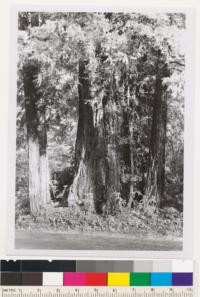 Big Basin Redwoods State Park near road to Saratoga Summit and Skyline Blvd. Young growth-old growth redwood stand. County: Santa Cruz. Map Ref.: Santa Cruz Mt. Unit