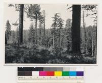 South of Hams Station. Old-growth stands of Pinus ponderosa, Pinus lambertiana, Quercus wislizenii, Quercus chrysolepis. Panther Creek drainage. Amador County