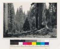 South of Hams Station. Old-growth stands of Pinus ponderosa, Pinus lambertiana, Quercus wislizenii, Quercus chrysolepis. Panther Creek drainage. Amador County