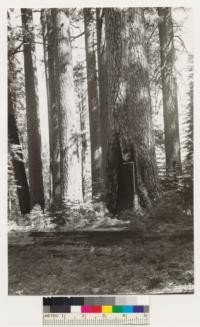 Vicinity of Toulumne Grove of Big trees. Shows view of Sugar pine -White fir stands. Understory shrubs; Rosa sp., Cornus nuttallii, Corylus rostrata, Arctostaphylos patula, Ceanothus integerrimus, Ceanothus parvifolius, Chamaebatia foliolosa, Pteris aquilina