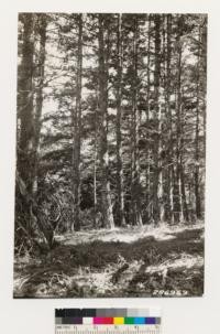 Second growth Douglas fir stand on cahill Ridge. Average dominant measured 17.3" DBH and 87' high; age 61 years. Understory species Rhamnus californica. Rhus diversiloba, Photinia arbutifolia and Rubus vitifolius