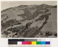 Looking north. Note relicts of Adenostoma fasciculatum type. Adenostoma fasciculatum, Ceanothus greggii var perplexans along Banner Ridge; pure Adenostoma on south slopes