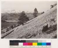 Second growth Jeffrey pine, (Pinus jeffreyi) on outskirts of its range on porphyry outcrop. Cut over for mine timbers in 1860's and later. Mt. Rose in distance. Elevation 5400' at site of photograph