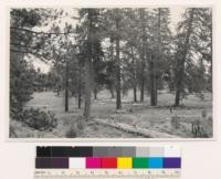 1.5 miles east of Ash Pan Butte. Open conifer timber stand of Jeffrey pine- ponderosa pine. Assoc sp.: Chrysothamnus bloomeri. Shasta County