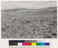 Reno Quadrangle, Nevada. Looking north across typical Atriplex confertifolia- Bromus tectorum mixture