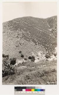 Looking northwest across Cuyama Creek. Shows two subtypes of sagebrush formation, Salvia mellifera at right and Salvia leucophylla at left. Salvia leucophylla and Quercus agrifolia in foreground