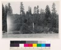 Along Mad River Road. 13 Stand of Douglas fir and ponderosa pine with Garry oak also present. Young growth is mostly Douglas fir; old growth is ponderosa pine. Trinity County