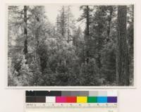 Hardwood-conifer type; old growth trees. Species Pseudotsuga taxifolia, Pinus ponderosa, Lithocarpus densiflora, Acer macrophyllum. (Air photo 119-18). Yuba County