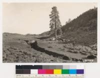 Destruction of Big Pine Meadow in progress. Pinon type at right. Note Jeffrey pine. Sagebrush consists of Chrysothamnus sp. and Artemisia tridentata