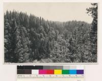 Three-quarters mile W. of Nevada City. Hardwood-conifer mixture dense trees; Conifers, open density and all young growth. Species; Quercus kelloggii, Pinus ponderosa, Pseudotsuga taxifolia, all young growth. Nevada County