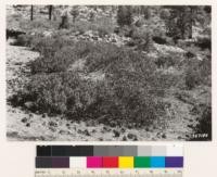 Deatail of green-leaved Arctostaphylos sp. Occuring in Kern Canyon, showing characteristic dying out in center of bush. Jeffrey pine type with Western juniper, Cercocarpus ledifolius, Artemisia tridentata and Ceanothus pinetorum as asscoiates. Junction Meadow