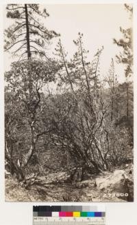 Views of the Arctostaphylos pilosula that is associated with the Coulter pine in the locality shown. This is a species that does not sprout following fire