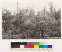 Southwest of Grass Valley, Chaparral in serpentine area. Trees: Pinus sabiniana and Quercus douglasii. Shrubs: Arctostaphylos viscida with occasional Ceanothus cuneatus, Quercus wislizenii, Rhamnus californica tomentella. Nevada Co