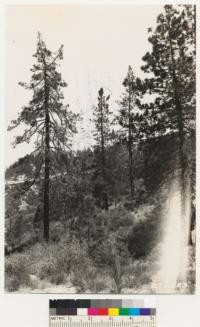 Coulter pine stand along north slope of ridge. Chaparral species:Quercus wislizenii, Arctostaphylos glandulosa and Ceanothus divaricatus. Note Yucca whipplei and Helianthemum vulgare in foreground