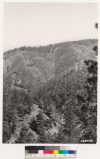 Figueroa Mountain. Looking east. Foreground stands composed of Coulter pine, coast and canyon live oaks. In the middle distance stand is bigcone spruce and canyon oak. Stands on ridge crest are Ponderosa pine