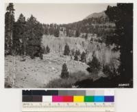 West side Hope Valley. Looking northwest at stands of aspen and Jeffrey pine. Note Juniperus occidentalis individuals in foreground at right