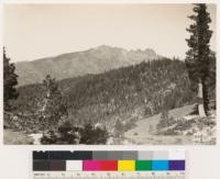 Looking north at Sierra Buttes. White fir-Red fir type with occasional Western white pine. Timberland chaparral of Arctostaphylos nevadensis with Quercus vaccinifolia