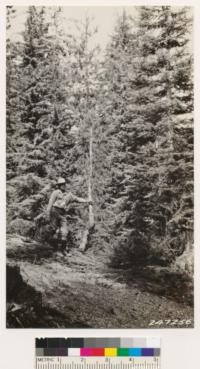 Young hemlock, red fir- lodgepole pine near Medicine Lake