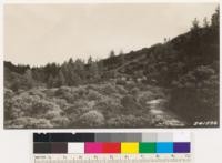 Coulter pine woodland, near Vandeventer Flat. Adenostoma fasciculatum. Arctostaphylos glauca type in foreground