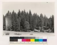 Three quarters mile W. of North Star Mine. Dense young growth stand of Pinus ponderosa, Pinus lambertiana, Libocedrus decurrens. Willows in foreground. Nevada County